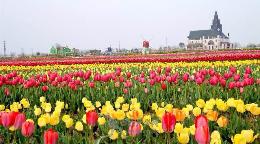 3月25日到5月1日,荷兰花海旅游度假区第四届郁金香文化月活动将浪漫